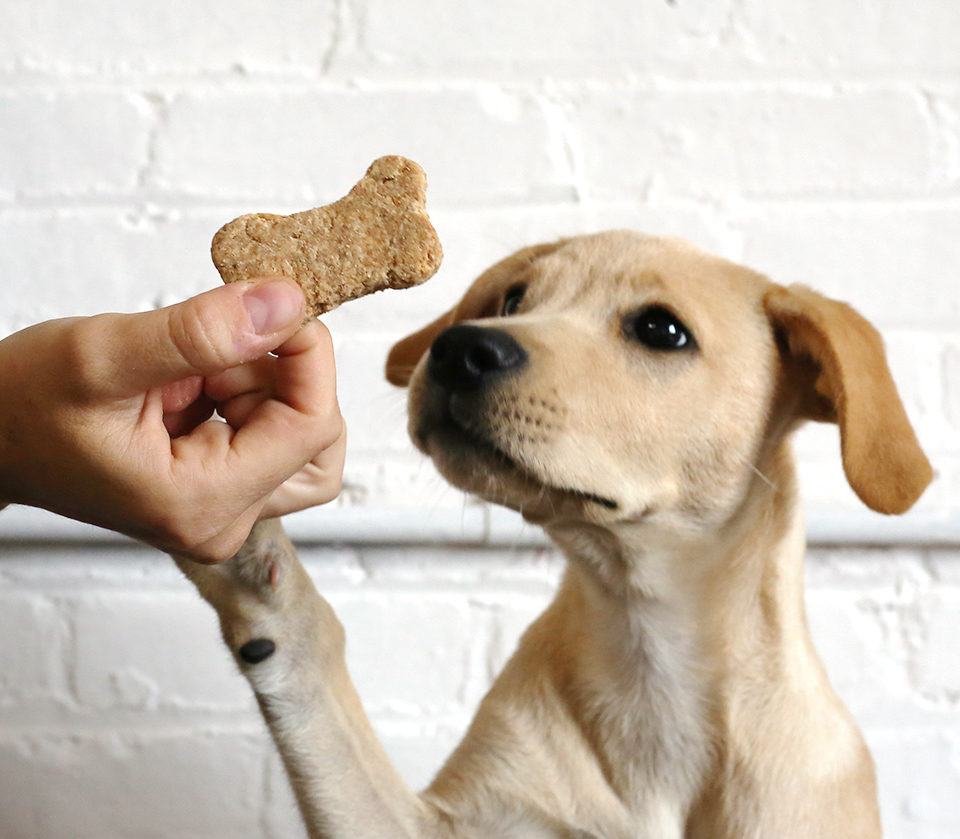 pets at home dog treats